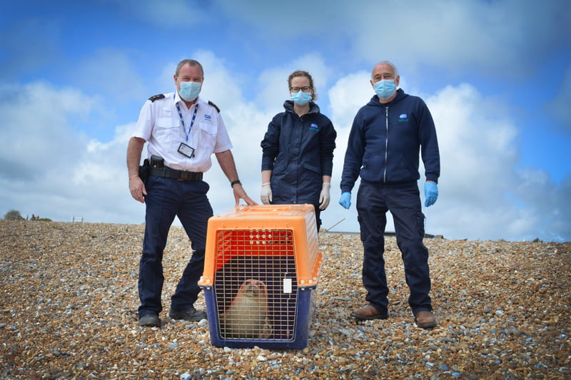 Hubble the seal being released back into the sea from Pett Level beach.

L-R: Dave Grant (RSPCA Inspector), Joanna Mihr (Vet at RSPCA Mallydams Wood Wildlife Centre) and Richard Thompson (Rehabilitation Manager at RSPCA Mallydams Wood Wildlife Centre). SUS-211205-134439001