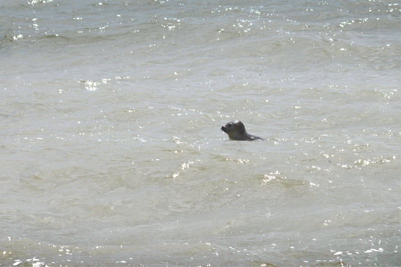 Hubble the seal being released back into the sea from Pett Level beach. SUS-211205-134413001