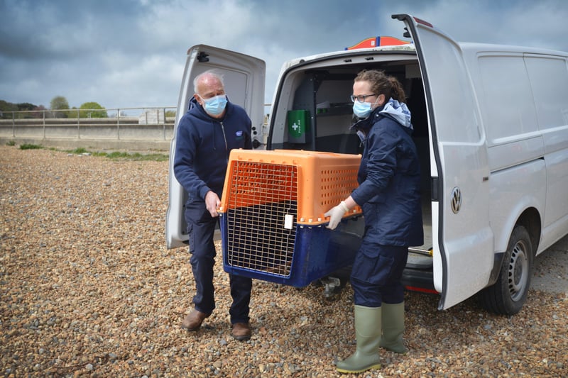 Hubble the seal being released back into the sea from Pett Level beach. SUS-211205-134426001