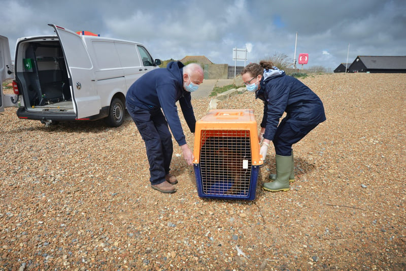 Hubble the seal being released back into the sea from Pett Level beach. SUS-211205-134533001