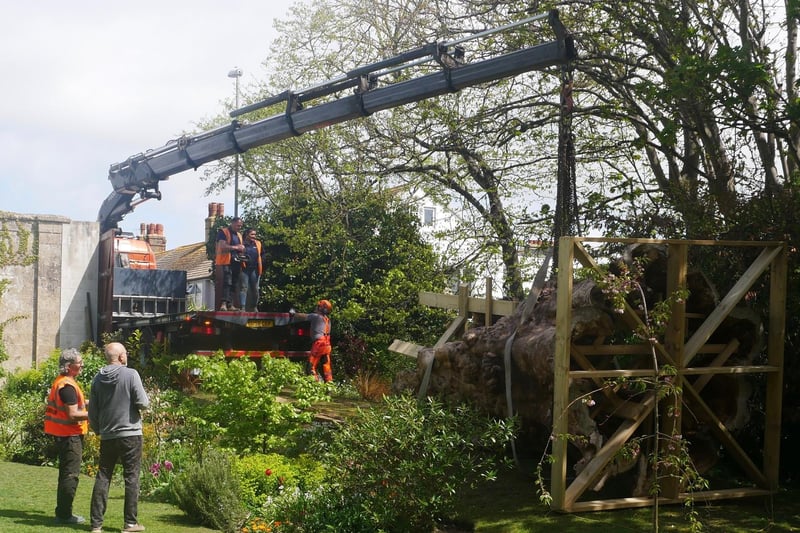 The tree is lowered into the garden by the crane
