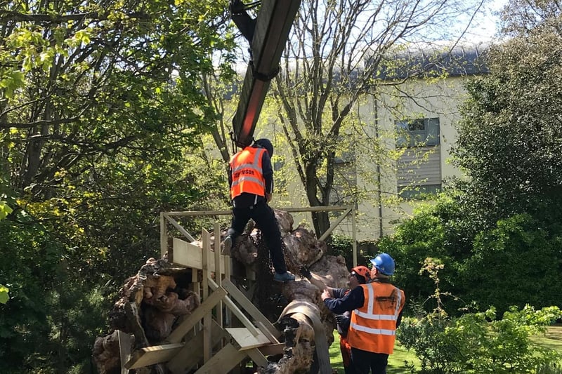 The team inspect the elm after it is lowered into the garden