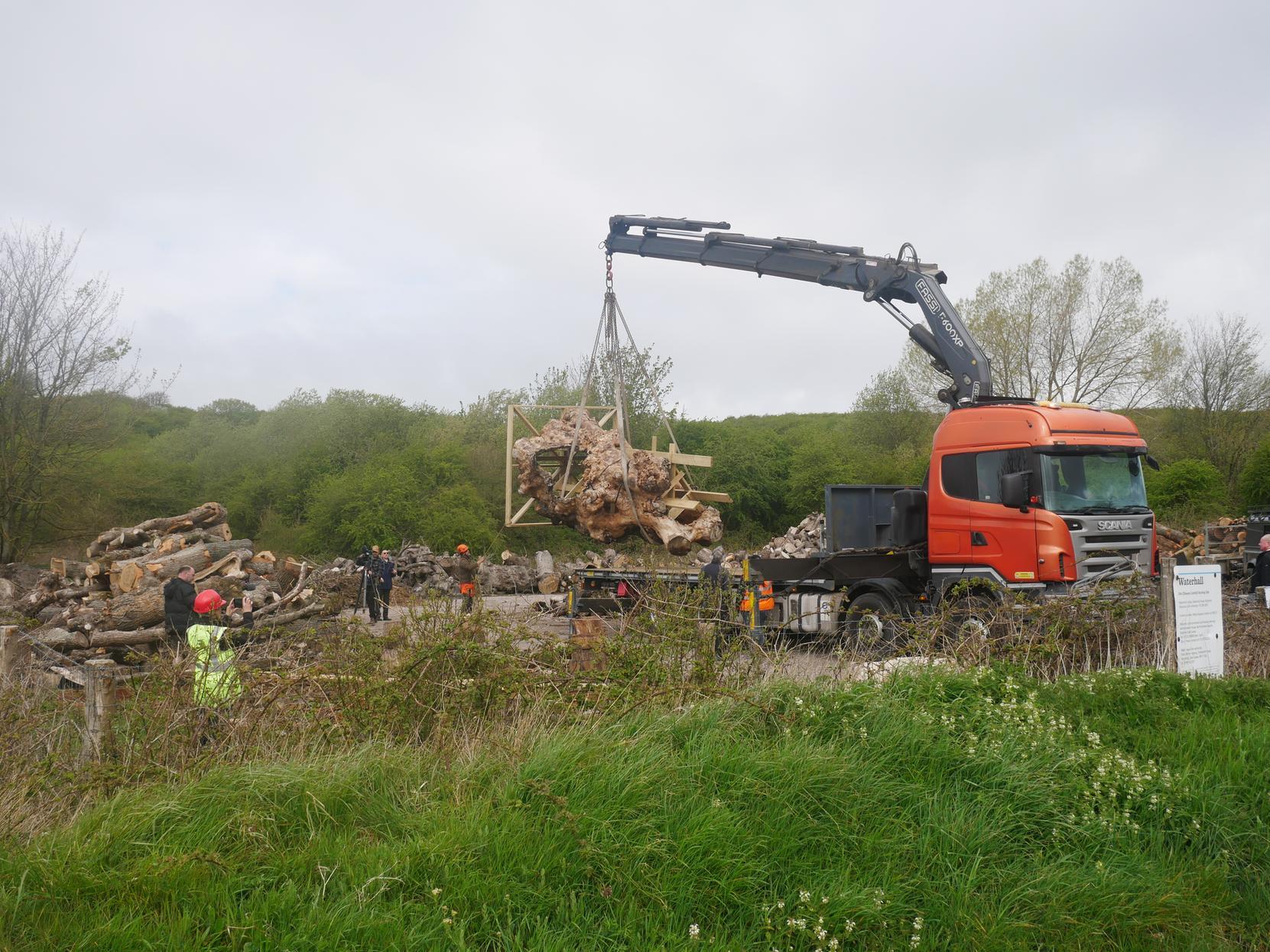 The tree being lifted onto the lorry at the Waterhall Sports Ground