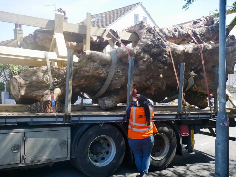Getting ready to move the famous elm tree