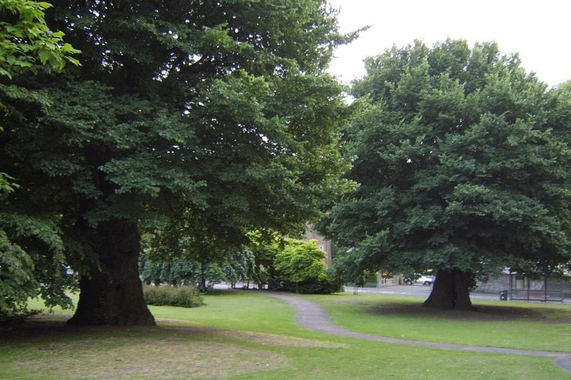 How the Preston twin elm trees looked together before one of them was felled in 2019
