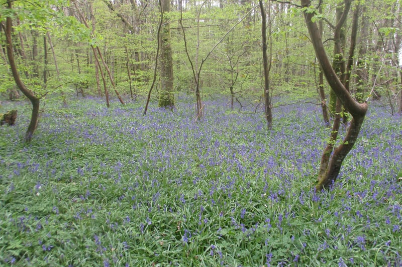 Bluebells, taken by  Nick Miller with a Canon Ixus camera. SUS-210513-104957001