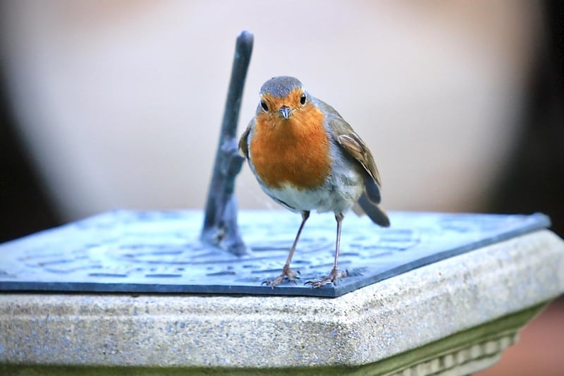 Robin, by David Ford. "Me and him have become friends since I started clearing a corner of my garden, he sits on the apple tree watching closely for worms that I turn up. Today he followed me when I left and sat on the sundial watching me. I managed to take a photograph through the patio window," he said. SUS-210513-105648001