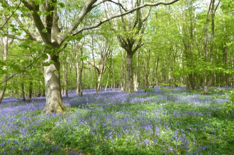 Sylvia James snapped this carpet of bluebells at Bates Farm woods with a Panasonic Lumix camera. SUS-210513-104004001