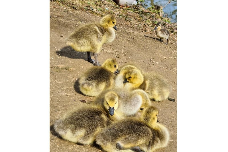 Canadian goslings at Worth Park by Eva Groom