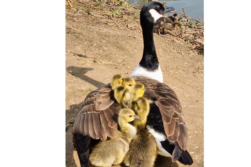 a mother Canadian goose with goslings at Worth Park by Eva Groom