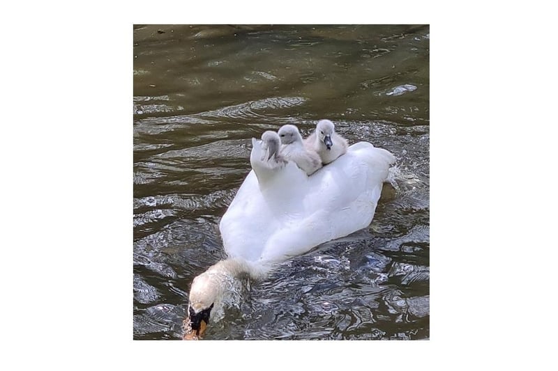A mother swan and cygnets at Tilgate by Eva Groom