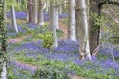 Bluebells at Wartling Woods, by Jill Barsley. SUS-210519-105900001