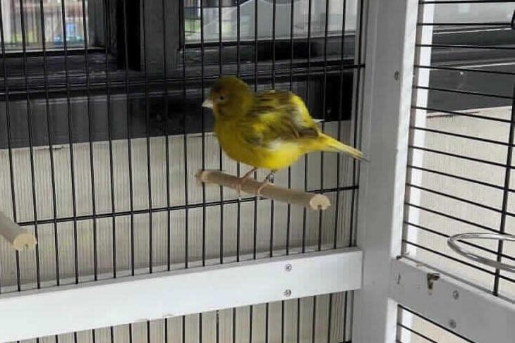 Toots is a stunning Canary who is looking for a new home. Toots came to us when his owner sadly passed away. His left wing seems to have been clipped and therefore he struggles to move around his aviary, he has been noted to hop from perch to perch rather than fly, so in his new home he will need plenty of perches and places to jump to onto so that he can get around his new aviary. He should be able to live with existing birds with a similar beak size. Toots would be looking for a reasonable size aviary but it will need perches and places for him to hop onto so he will find it easier to move around. Toots would be suitable for a first time bird owner, given they understand bird behaviour and how best to aid Toots to live a full life. If you have a canary sized hole in your heart, why not fill it with his adorable little fella.