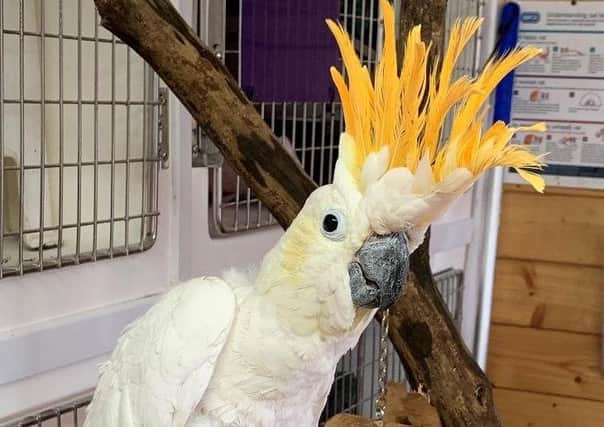 Cookie, our 20 year old male Cockatoo, is looking for an experienced parrot home. He came into our care as his owner sadly could no longer give him the attention he deserves.
Cookie will need a large indoor enclosure, with interactive toys to keep him stimulated.