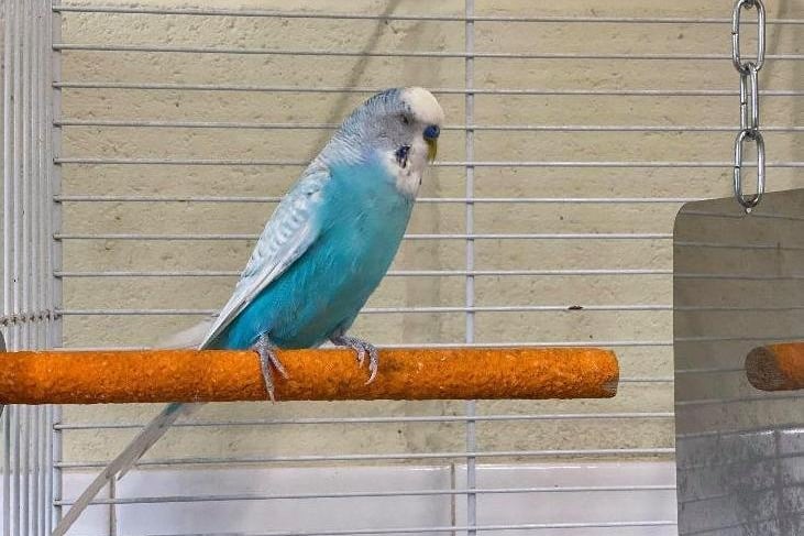Gonzo is a beautiful Bird who is now looking for a new home Where he can spend his time chirping away to the radio. He would like an aviary to stretch his wings and would like some other friends so he doesn't get lonely.
