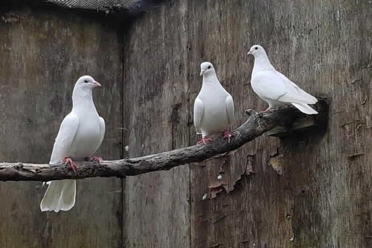 We have a group of six doves; one female and five males, looking for a home together after they were found abandoned in a small cage.
They are ideally seeking a large secure aviary where they can live as a group, and could be mixed with other compatible bird species. The aviary should contain perches and enrichment, and a secure sheltered area where the birds can roost comfortably, protected from extremes of temperature and weather.
We may be able to consider rehoming to a dovecote as long as they can be initially confined in order to help them settle in and learn to return to the area once set free.
