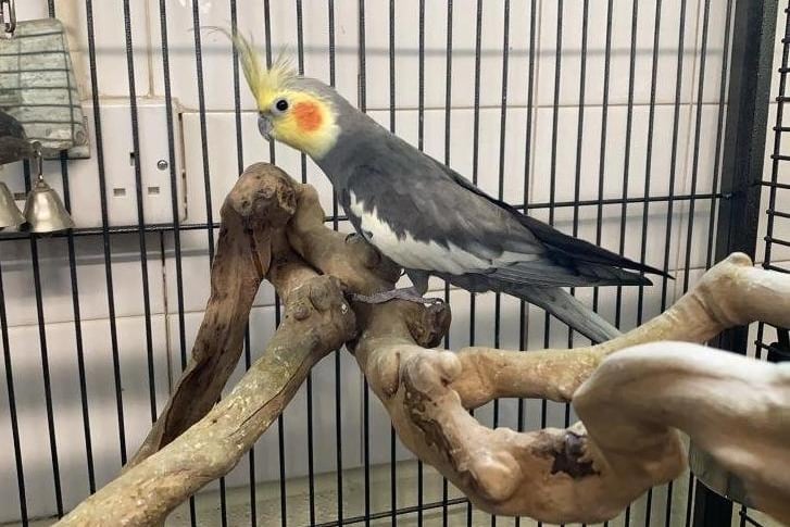 Kermit is a charming character who loves to show off his beautiful feathers. He likes to talk to his other Bird friends and stretch his wings every now and again. Kermit would benefit from a large aviary with other birds as he is getting quite lonely.