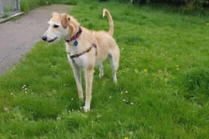Lovely Wendy was abandoned by her owners so we have very limited imformation regarding her life before she arrived with us. She is a young and bouncy girl who we believe will need full training from scratch.
Wendy walks well on lead but equally LOVES to run off lead. She will need a large fully secue garden in hr new home where she can let off steam and strech her long legs. She would need to be kept onlead when out in public due to her high prey drive.
Wendy is looking for an active home without young children. She does need further socialisation when it comes to greeting other dogs as she can react quite negative towards others when she is on lead. She will also require a home as the only pet.
Wendy would suit a family who have sight hound experience and are happy to take on a dog that may require full traininig within the home including housetraining.
