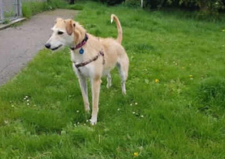 Lovely Wendy was abandoned by her owners so we have very limited imformation regarding her life before she arrived with us. She is a young and bouncy girl who we believe will need full training from scratch.
Wendy walks well on lead but equally LOVES to run off lead. She will need a large fully secue garden in hr new home where she can let off steam and strech her long legs. She would need to be kept onlead when out in public due to her high prey drive.
Wendy is looking for an active home without young children. She does need further socialisation when it comes to greeting other dogs as she can react quite negative towards others when she is on lead. She will also require a home as the only pet.
Wendy would suit a family who have sight hound experience and are happy to take on a dog that may require full traininig within the home including housetraining.