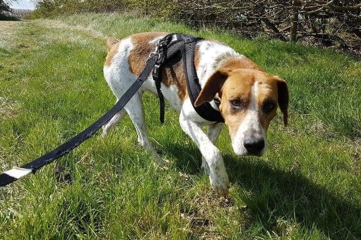 April is a sweet 3 year old foxhound looking for her forever home.
April is a lovely girl who likes her walks and to be active and is generally good on the lead. She is out in a foster home currently and is now housetrained. She would love a home with a spacious garden for her to explore in. April loves to be around people and loves lots of attention and cuddles.
She can be a little nervous of new people initially, particularly around men, but as soon as she is confident, she creates a loving bond. April is looking for a home where she will be around people for most of the time so she can build trust and increase confidence.