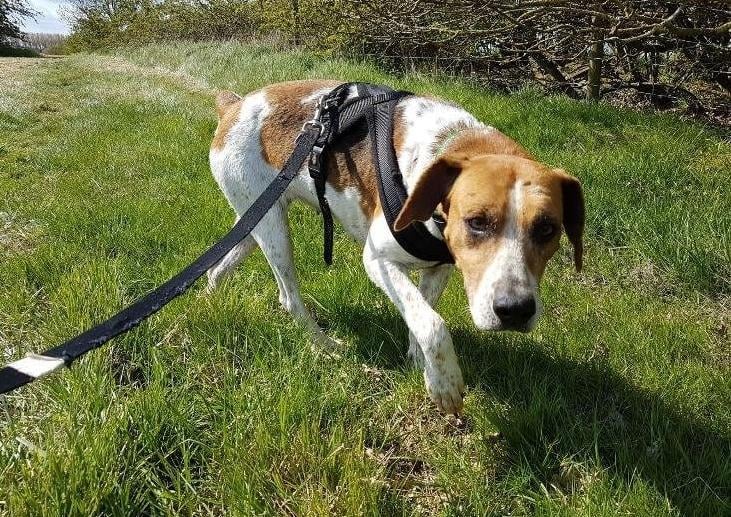 April is a sweet 3 year old foxhound looking for her forever home.
April is a lovely girl who likes her walks and to be active and is generally good on the lead. She is out in a foster home currently and is now housetrained. She would love a home with a spacious garden for her to explore in. April loves to be around people and loves lots of attention and cuddles.
She can be a little nervous of new people initially, particularly around men, but as soon as she is confident, she creates a loving bond. April is looking for a home where she will be around people for most of the time so she can build trust and increase confidence.