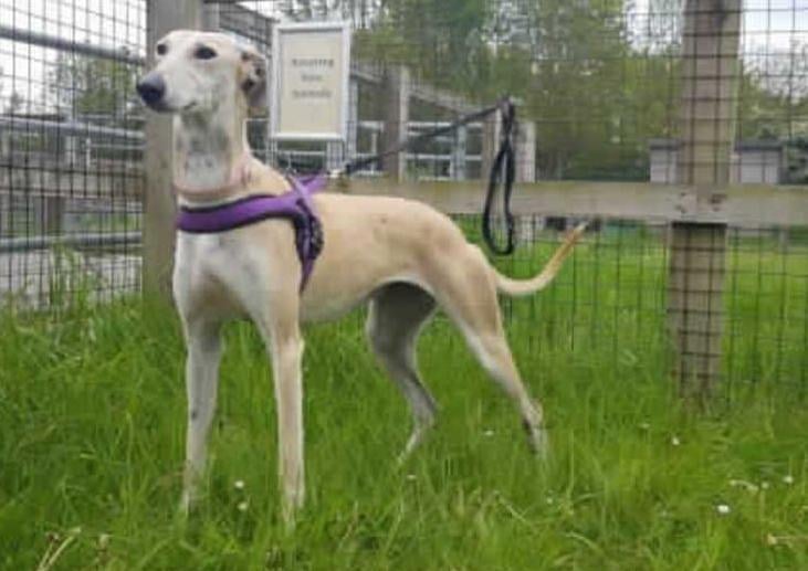 This very pretty lady arrived with us after she was abandoned by her owners. Due to this, we have no idea of the type of home she has come from or if she has actually ever lived in a home environment.
Tiger Lily doesn't appear to know much in the way of commands and will potenatially need full training from scratch including housetraining. She may also need help to adjust to all of the smells and noises within a home environment.
Tiger Lily is very friendly with humans and enjoys a fuss, she walks well on lead and is generally very gentle and well mannered around people. She can be very choosy of her doggy friends but she could possibly live with another big dog depending on introductions here at the centre. New owners would also need to be willing to introduce her to other dogs carefully once she has settled in her new home.