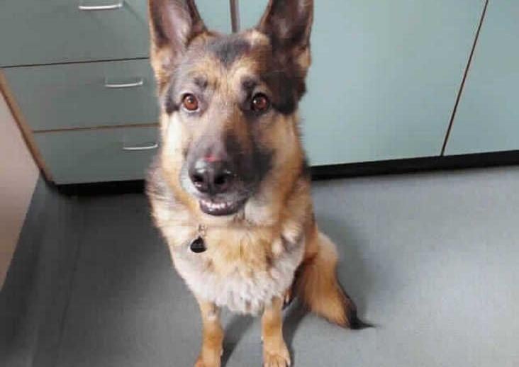 Cyril is a very handsome GSD who is looking to be back in the comforts of a home asap. He is typical of his breed and forms very strong bonds with the people that care for him but can be wary of new faces.
Cyril spent a lot of time confined to a crate and may need training in his new home.
yril walks fairly well on lead and knows some basic commands. He has walked out with other dogs here at the centre and although he will walk nicely with other dogs he doesn't seem to know how to react to them if they try to play with him. For this reason we are looking for a home where he will be the only dog and he can have all of his new owners attention on him.