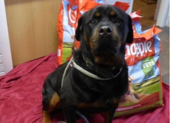 My name is Major, I am 8 years young and I'm looking for my new forever home. I need an experienced home, with no children or grandchildren. I would suit a home with no other dogs or cats as it would be best for me as a one to one house hold as I am unsure sometimes of certain situations and need that reassurance from my new owners. I am very loving when I know you, I will give paw and give you cuddles and will be very loyal. I have had a bite history which wasn't my fault, this is why I need someone that will understand me.