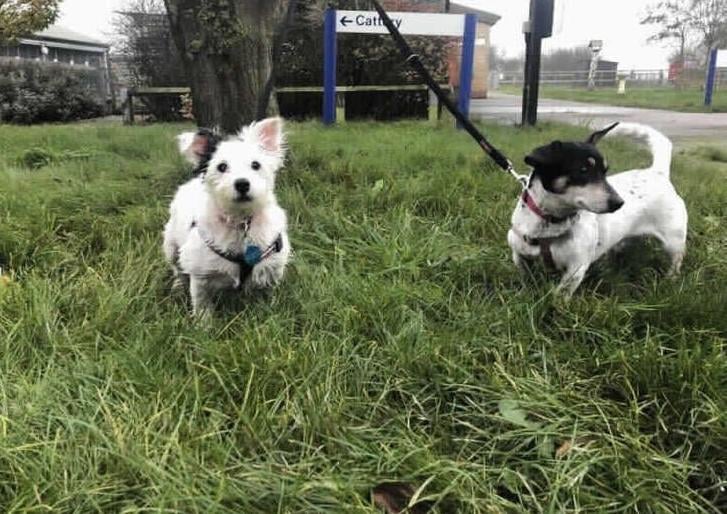 Poppy is an escape artist, if there is a small gap under a fence or a hole to investigate then she will be the one to find it! Her new home will need to have a secure garden that is completely escape proof with a minimum of 5ft fencing. Sally does has some skin issues that will need to be discussed with successful applicants, where possible she needs to avoid grass and her new home would ideally have a grass free area she would have access to toilet in.
Both girls like other dogs and could live in a home with another friendly dog based on introductions made here at the centre. These girls are active and love to go on walks and enjoy soaking up the different scents on offer. After their walk they hop into a snuggly bed together and enjoy a tasty treat or a cuddle.