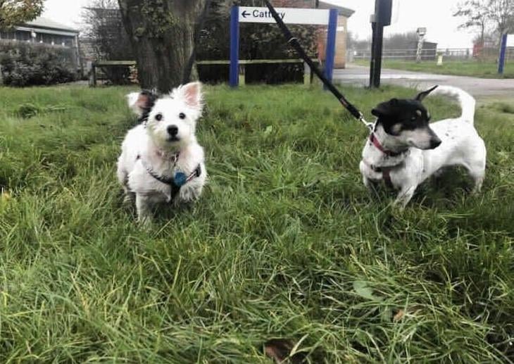 Sally (wirehaired) and her best mate Poppy (short haired) came into our centre as their owner was no longer able to care for them. Poppy has known Sally since she was a puppy and both girls adore each other. You will never find them far apart, for this reason we are looking for this dynamic duo to be rehomed together.
Both girls have a cracking character and make us laugh daily. They are your typical Jack Russell terriers and their new owner will need a good understanding of the breed. Both girls are a little reserved and need time to build up trust and confidence with a new person. Once they are familiar with you they love nothing more than all of your attention, Sally is quick to roll over and offer up her belly for a rub. Due to their initially reserved nature and slightly nervous temperament Sally and Poppy could live in a home with adults, who are happy to give them time to adjust, settle in and understand when the girls need some space.