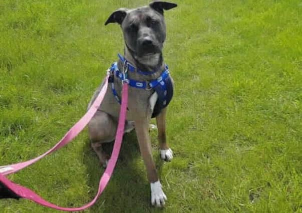 Alfie is a gorgeous young boy who is looking for loving family. He came from another animal centre and so would enjoy being in a home with some comforts and much needed TLC. We are unsure on most of Alfie's background so he would need a home that is willing to accept any quirks that he comes with. He might not have lived in a home and so could be scared of everyday things such as a hoover or washing machine.
Alfie is a big goofball who loves having a mad five minutes and ending up squished under your arm for a cuddle. He is very intelligent and knows a vast amount of commands which he is happy to show you for a good treat or some peanut butter. Alfie walks nicely on lead but can get a little anxious walking past unknown dogs and mouths his lead, he has however been mixed with other dogs here at the centre and he really likes them. We think alot of his behaviour is frustration. Alfie can get a little restless and doesn't like to be confined to one small area.