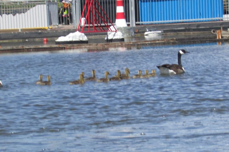 Even families of geese took to the boating lake to keep cool.