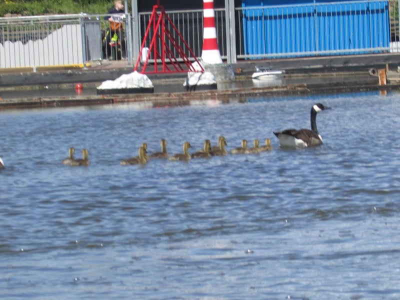 Even families of geese took to the boating lake to keep cool.