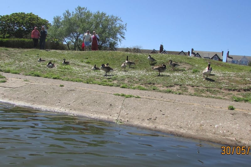 Wildlife soaking up the sun on the banks on the boating lake.