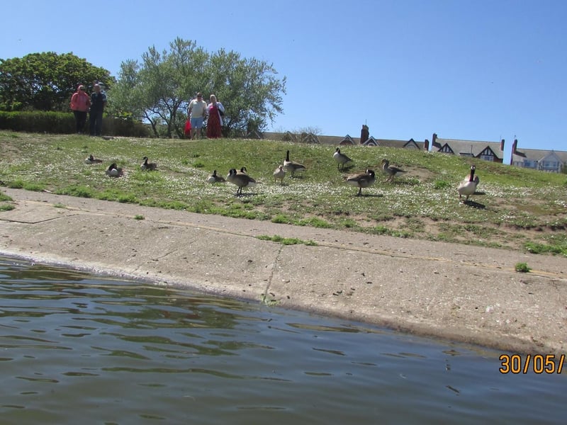 Wildlife soaking up the sun on the banks on the boating lake.