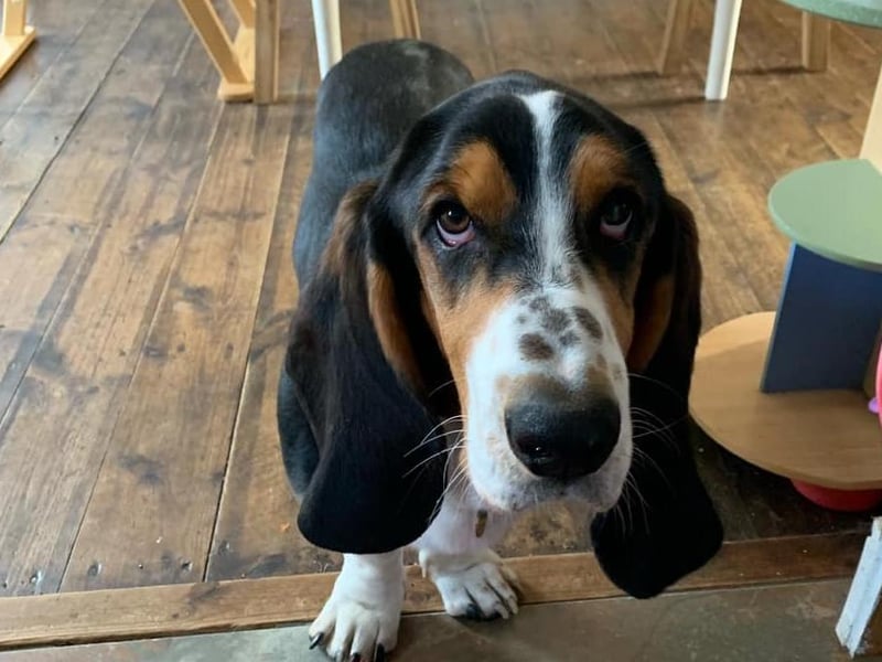 Dog Stanley