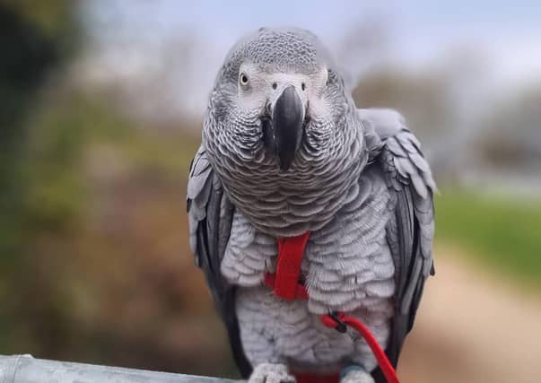 Readers of the Hastings Observer series have shared pictures of their pets via Facebook. Photograph: Kelly Lee