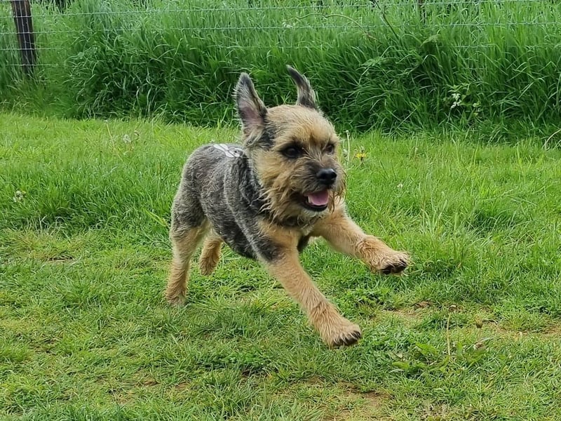 Frolicking in the grass!