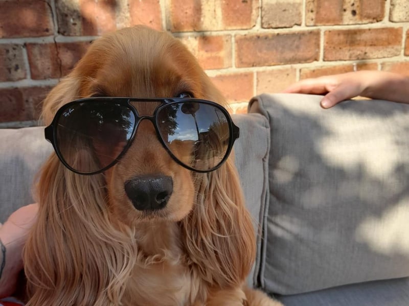 Odie is cooler than all of us.