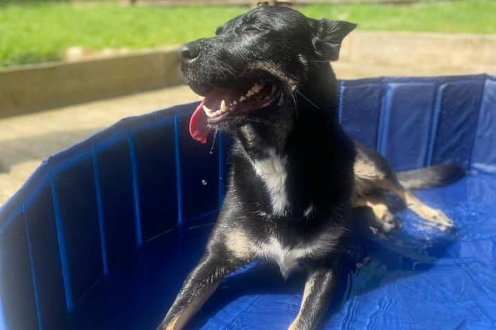 "Bella, who I adopted 4 weeks ago, enjoying the sun in her new pool."