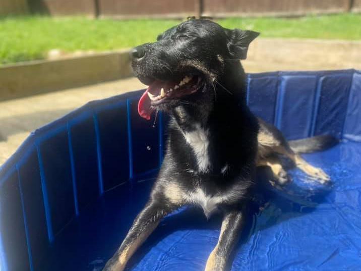 "Bella, who I adopted 4 weeks ago, enjoying the sun in her new pool."