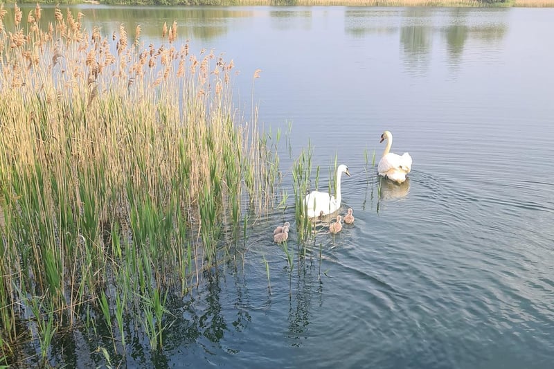 Watching the swans with their adorable fluffy cygnets!