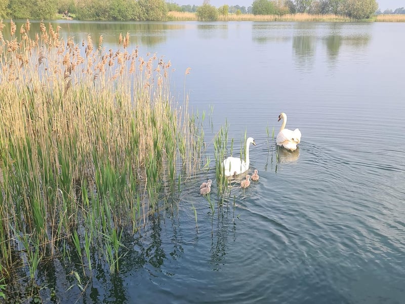 Watching the swans with their adorable fluffy cygnets!