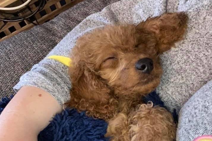 Vicky Cornelius shared this photograph of dog Monty and wrote: "We’ve had Monty for three weeks and all are so in love with him! It’s exhausting like having a newborn again – but without the use of nappies – but he brings us so much joy already!"