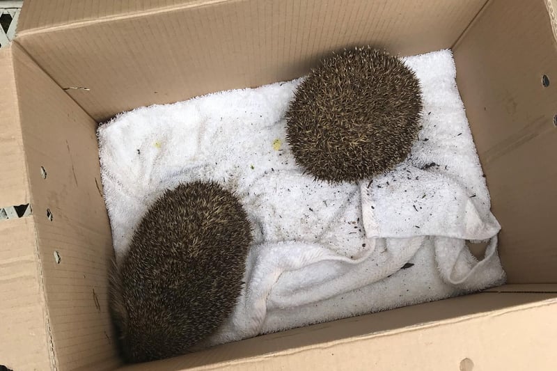 Rescued hedgehogs