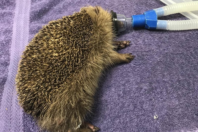 Rescued hedgehog at the vets