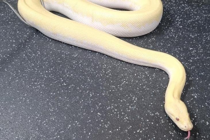 This is a 6ft long snake who will grow so needs a large tank and an experienced keeper who is prepared to do lots of handling.
