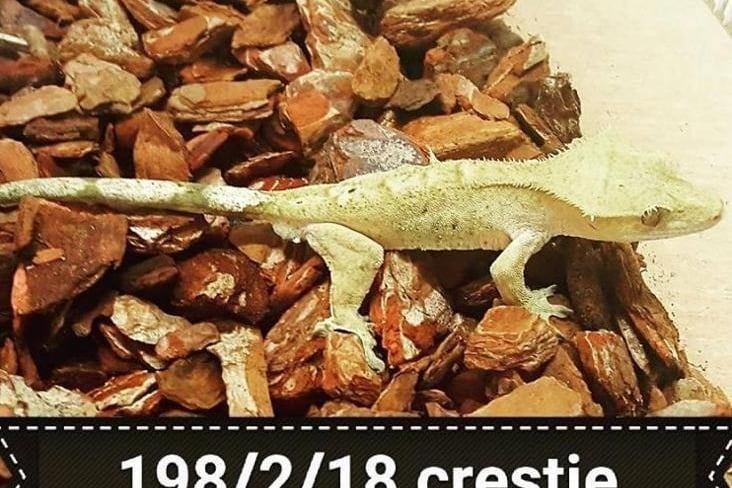 We have two lovely crested geckos available at the moment.
These fascinating geckos come from New Caledonia and live in low branches. Crested geckos are arboreal and need a tall vivarium at least 45cm wide x 60cm high x 45cm deep. They need a vivarium packed with natural branches and real or fake plants for them to climb on in order to prevent them from getting problems
There should be a thermal gradient of 26-28°C at the basking area and 20-24°C at the cool end, with a thermostat to control the temperature. They must be kept with a 5-7% linear UV-B bulb if used over a mesh vivarium lid.
As part of a varied diet crested geckos eat live invertebrates, so you must be prepared to feed these to your gecko.
As crested geckos can live for over 15 years, they need to be rehomed by someone who understands the long-term commitment involved and who is prepared to offer them a forever home.