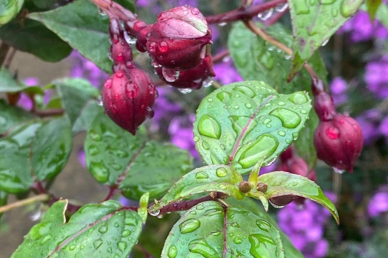 "Perfectly formed and suspended raindrops, creating beauty amongst my fuchsia buds. Taken on my iPhone 11 Pro Max in my garden," said Melanie Wells. SUS-211006-114503001
