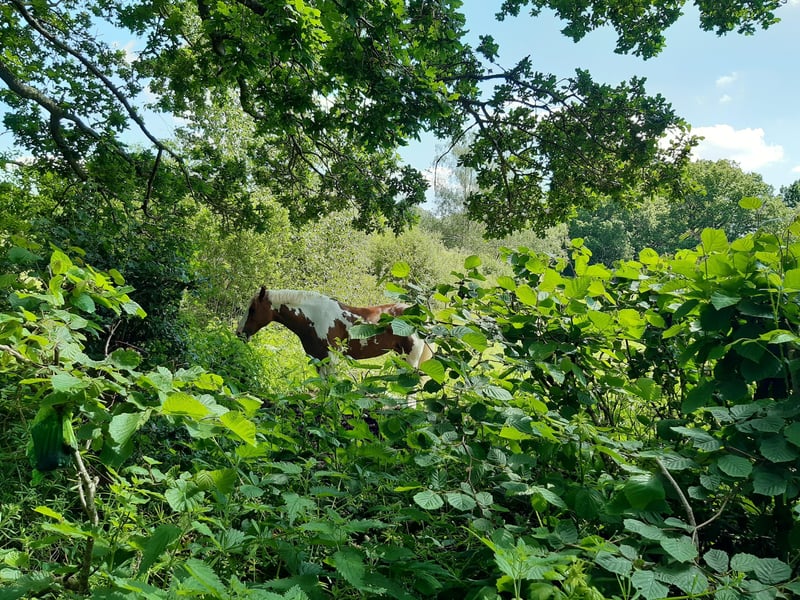 A horse near Heath Common in West Sussex